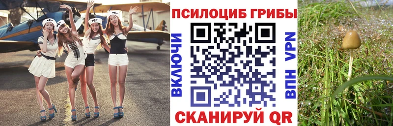 Купить где  Агрыз  Псилоцибиновые грибы Psilocybe 